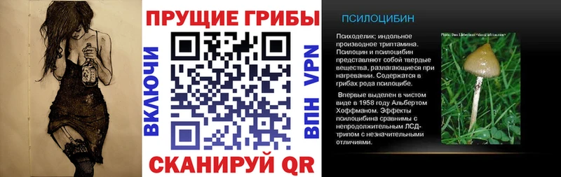 Галлюциногенные грибы Psilocybe  Гдов 